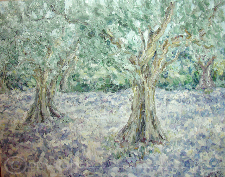 Uralte Olivenbäume Mykonos 1953